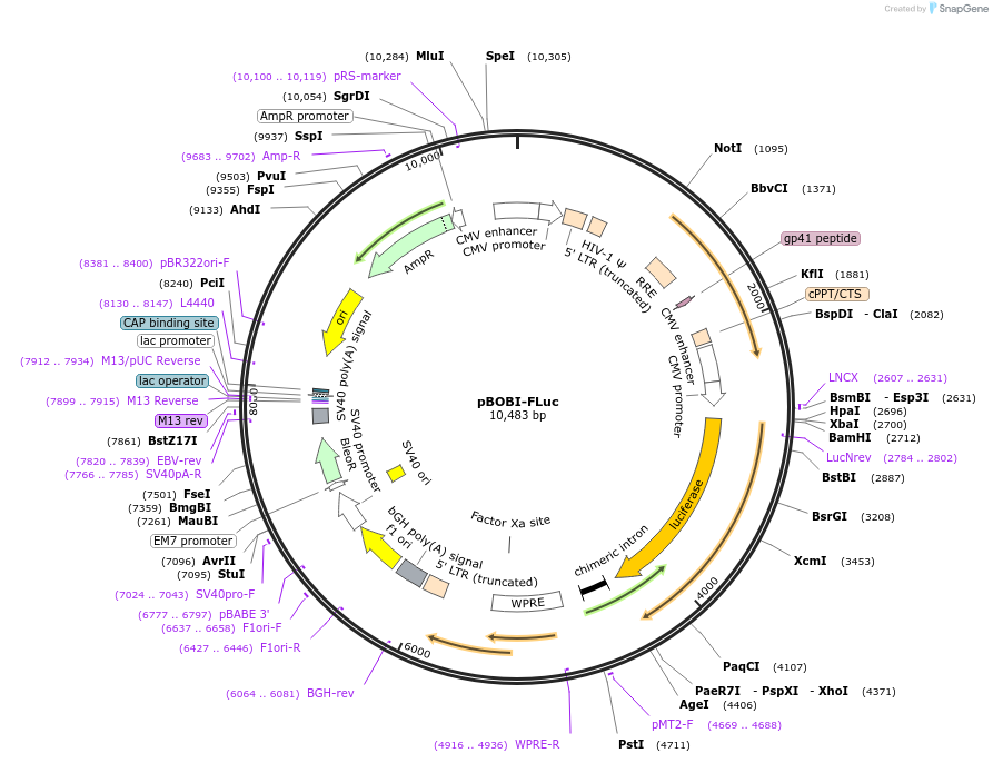 170674-plasmid-map-sequence-id-337890