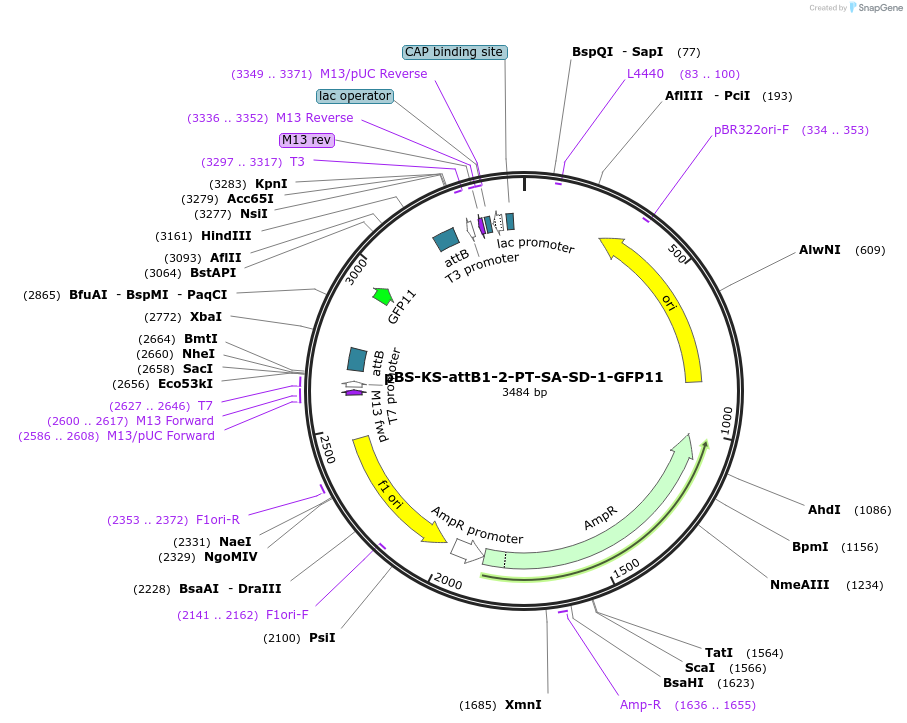 172068-plasmid-map-sequence-id-337895