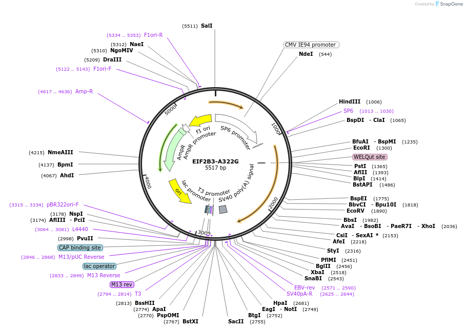 172086-plasmid-map-sequence-id-337903