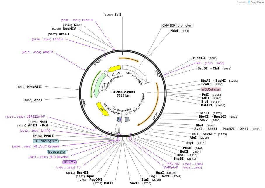 172090-plasmid-map-sequence-id-337907