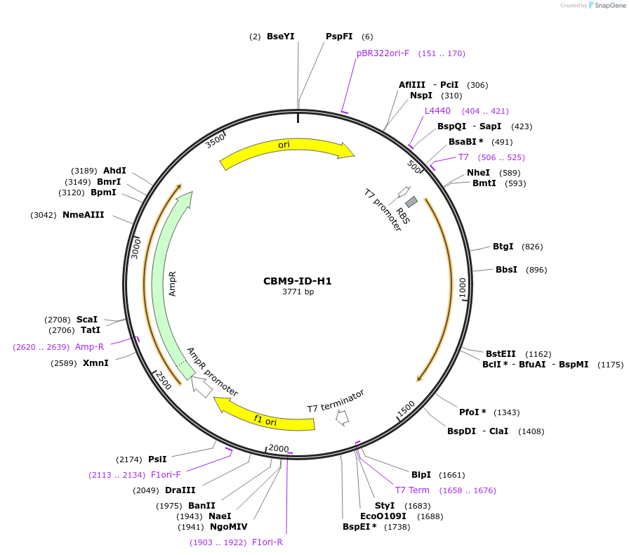 171709-plasmid-map-sequence-id-337916