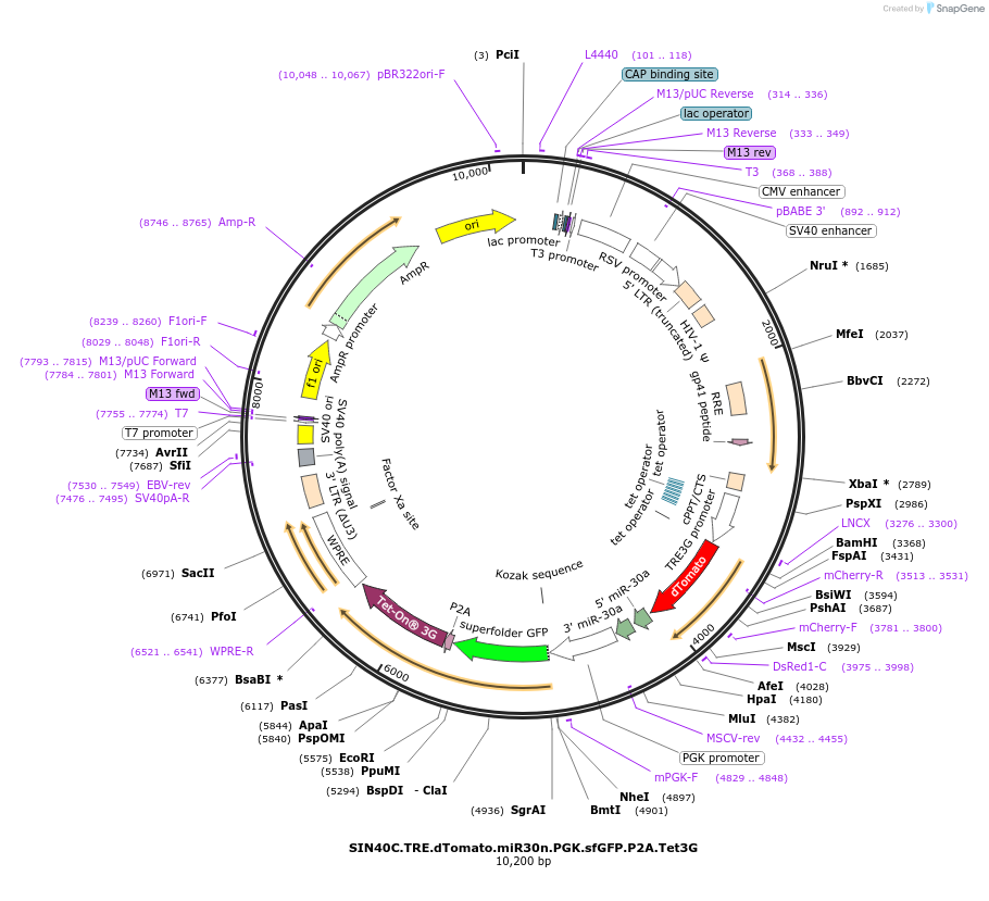 169282-plasmid-map-sequence-id-337922