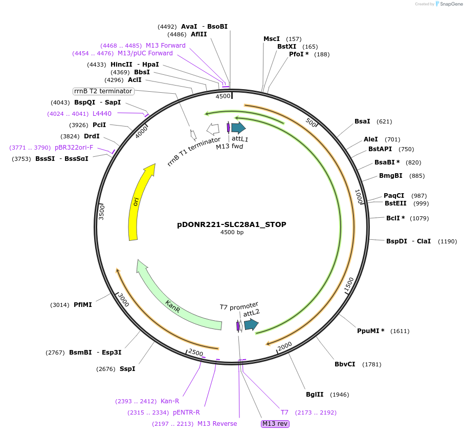 161246-plasmid-map-sequence-id-337925