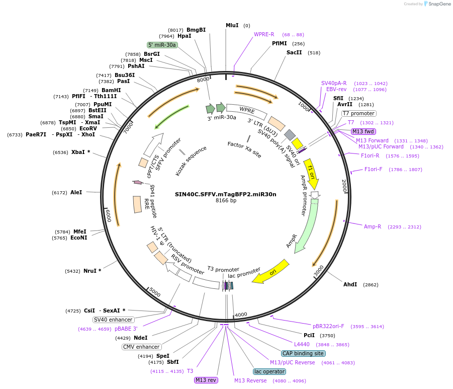 169281-plasmid-map-sequence-id-337927