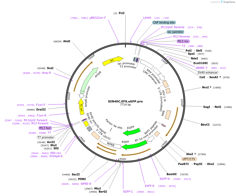 169276-plasmid-map-sequence-id-337928