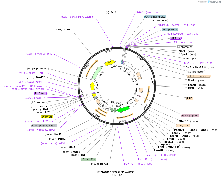 169278-plasmid-map-sequence-id-337930