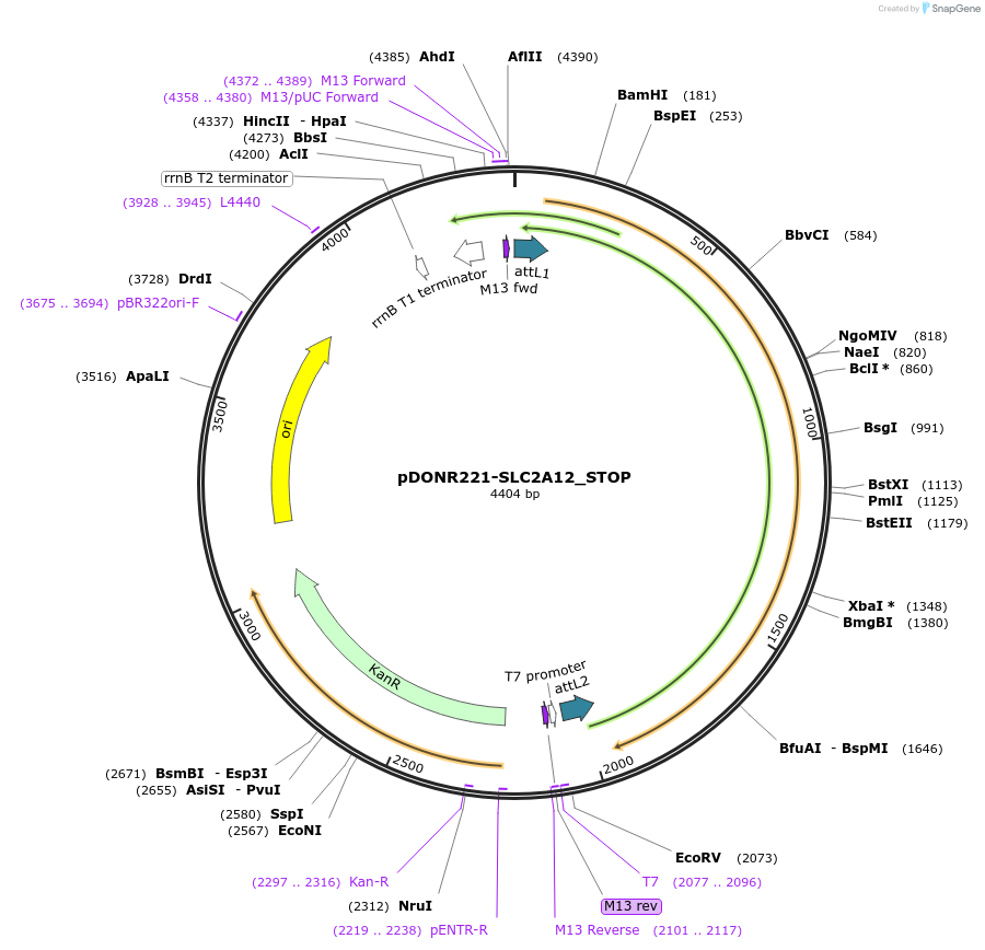 161233-plasmid-map-sequence-id-337931