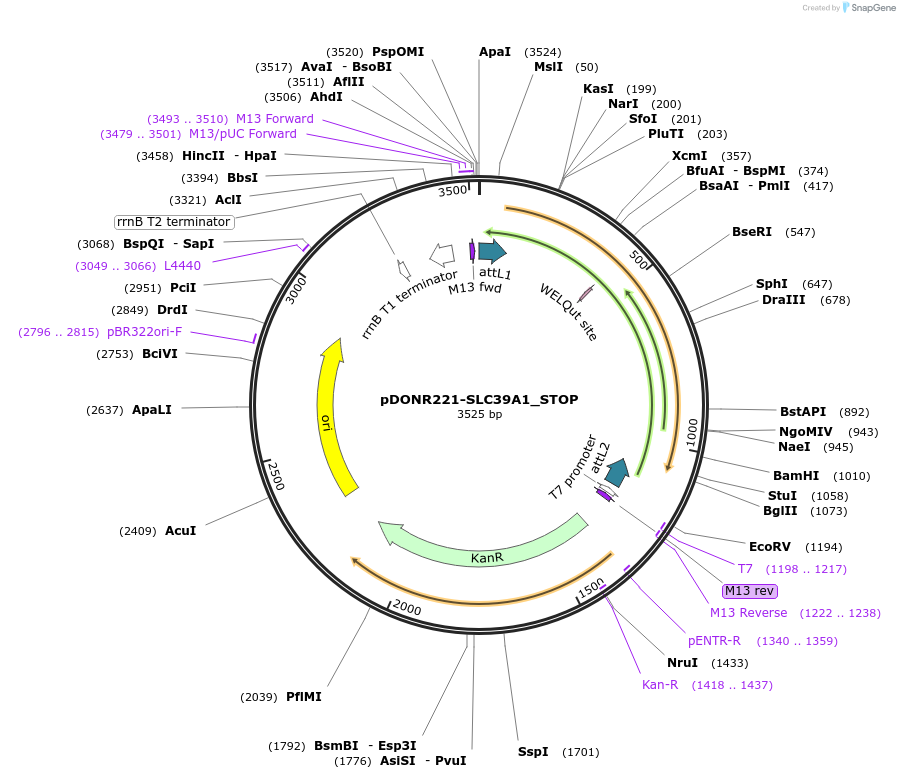 161224-plasmid-map-sequence-id-337933