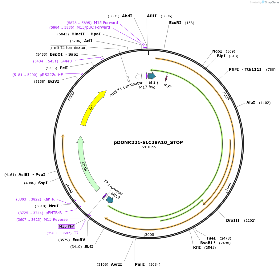 161249-plasmid-map-sequence-id-337935