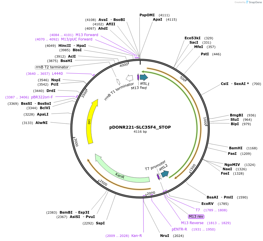 161263-plasmid-map-sequence-id-337936