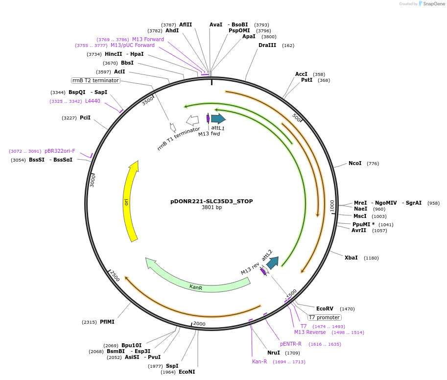 161276-plasmid-map-sequence-id-337937