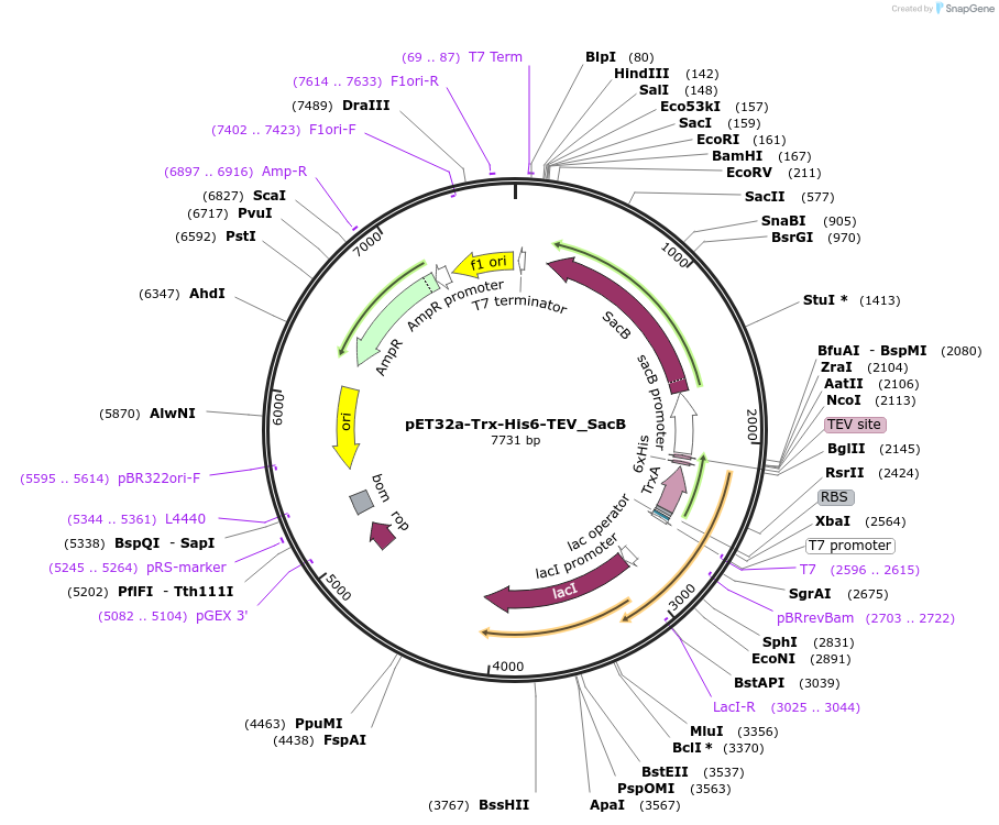 164588-plasmid-map-sequence-id-337962