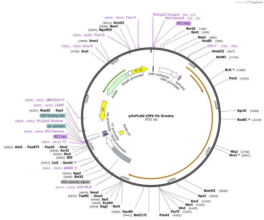 171560-plasmid-map-sequence-id-337963