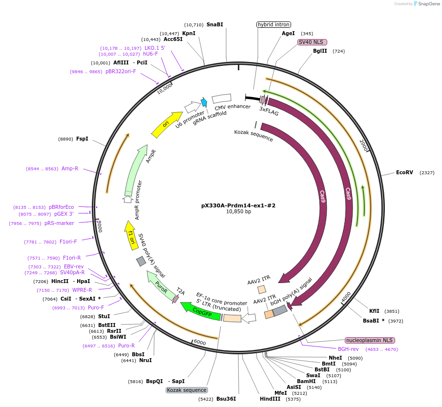 171508-plasmid-map-sequence-id-337966