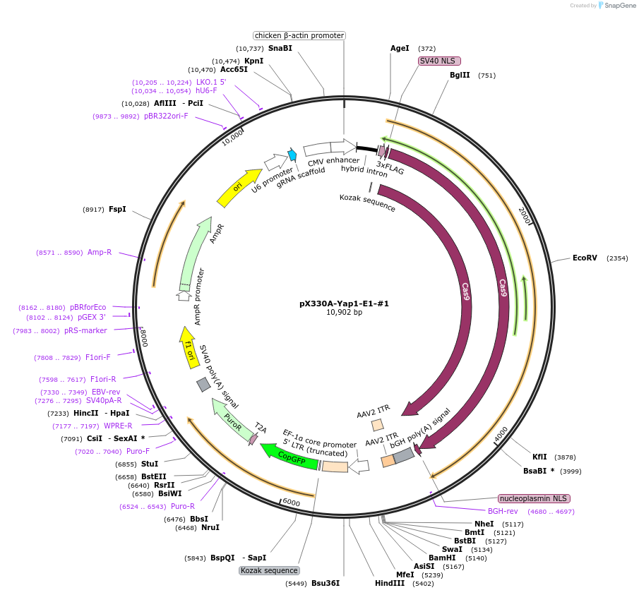 171517-plasmid-map-sequence-id-337971