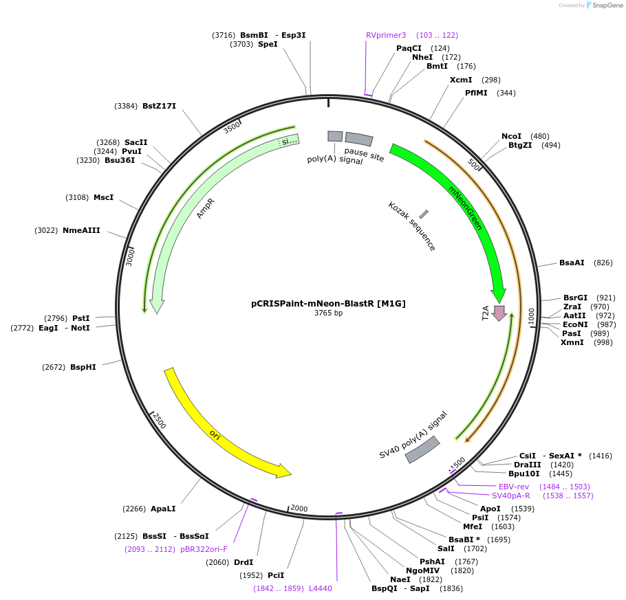 171805-plasmid-map-sequence-id-337976