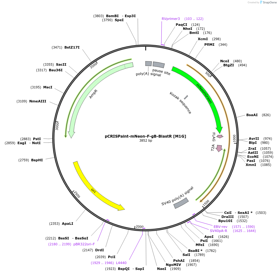 171807-plasmid-map-sequence-id-337979