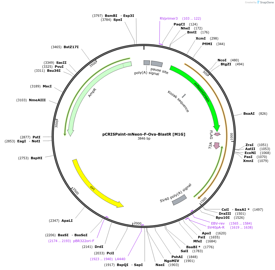 171808-plasmid-map-sequence-id-337980