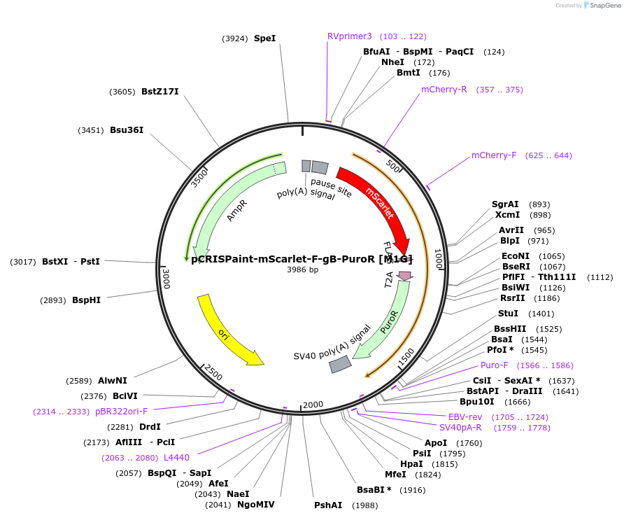 171812-plasmid-map-sequence-id-337985