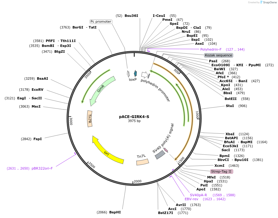 172425-plasmid-map-sequence-id-337987