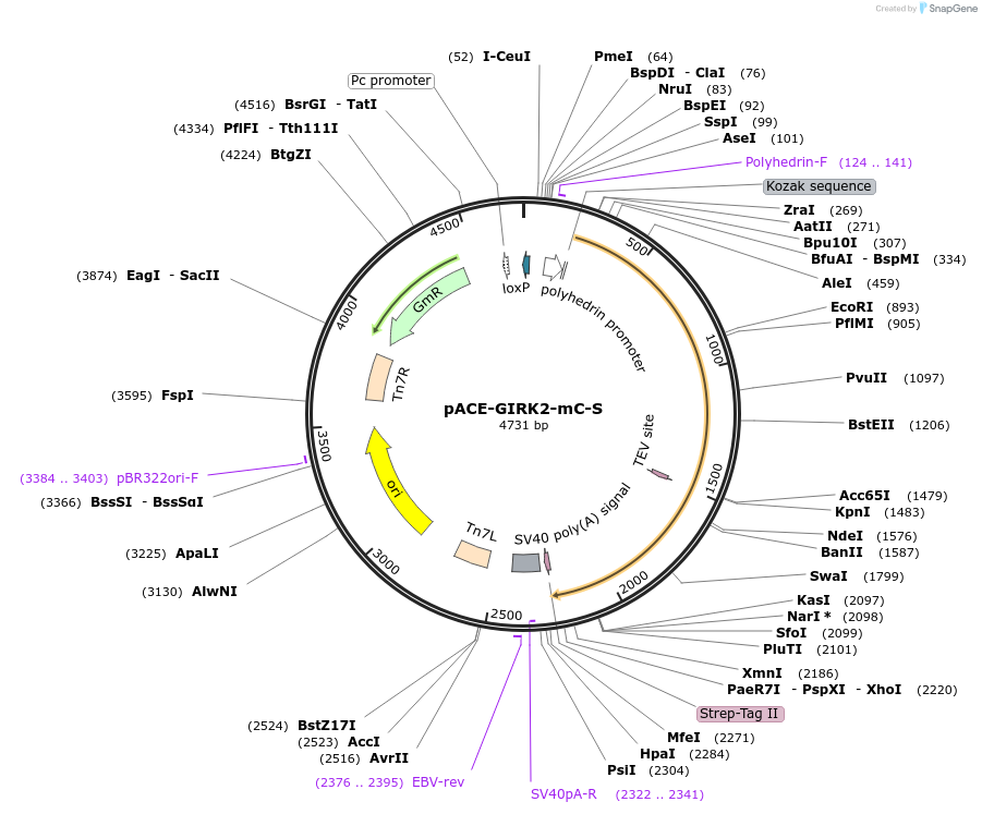 172428-plasmid-map-sequence-id-337988