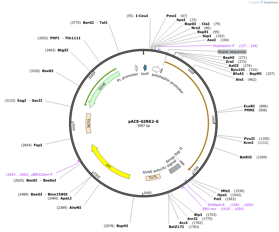 172426-plasmid-map-sequence-id-337990