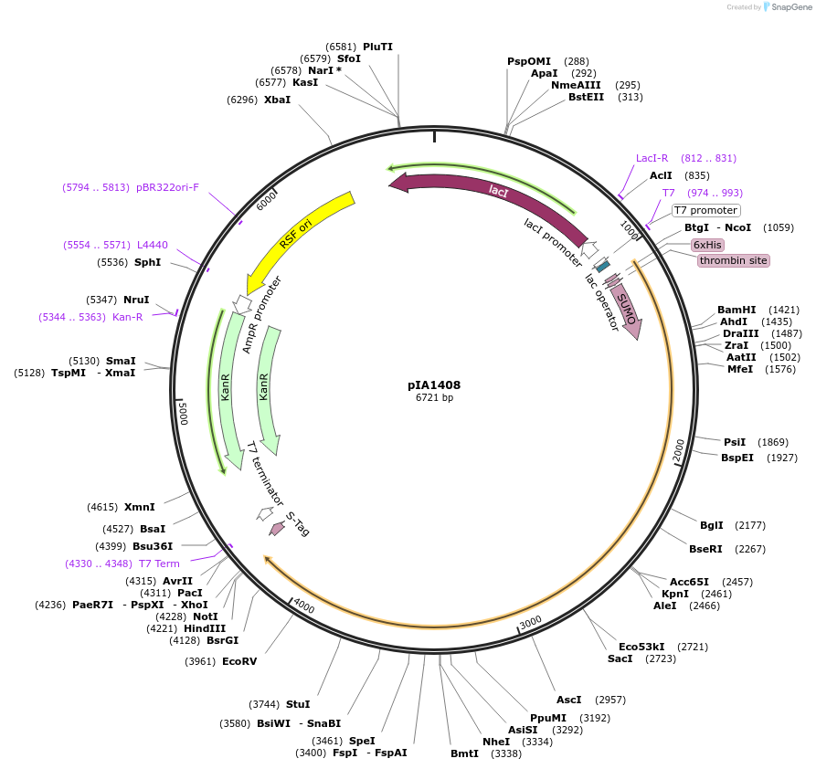 172405-plasmid-map-sequence-id-338000