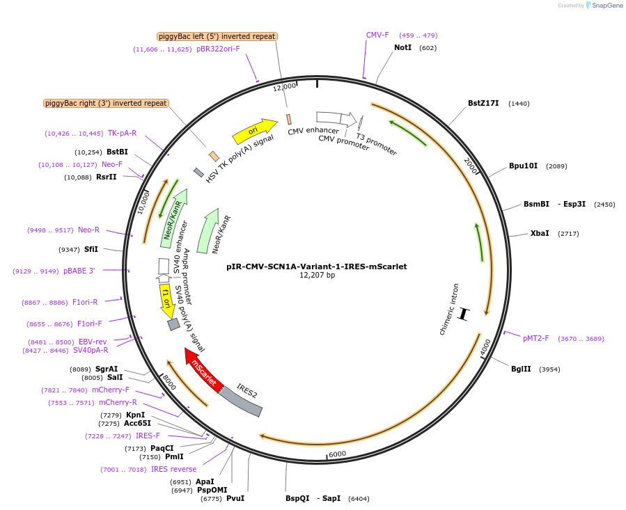162278-plasmid-map-sequence-id-338003