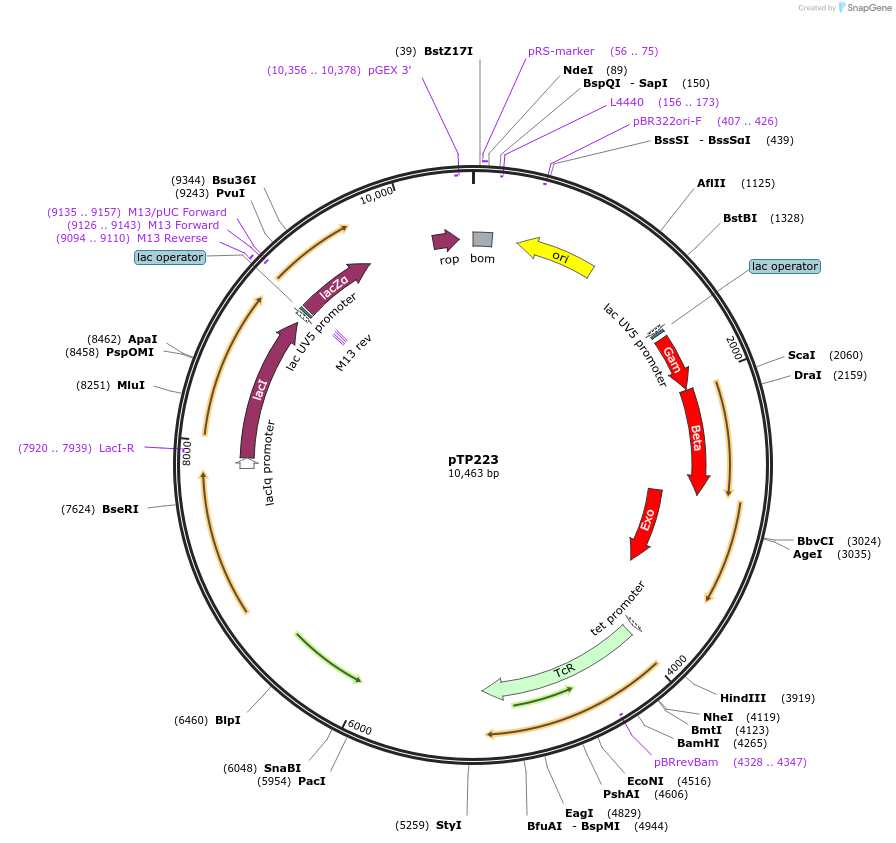 13263-plasmid-map-sequence-id-338004