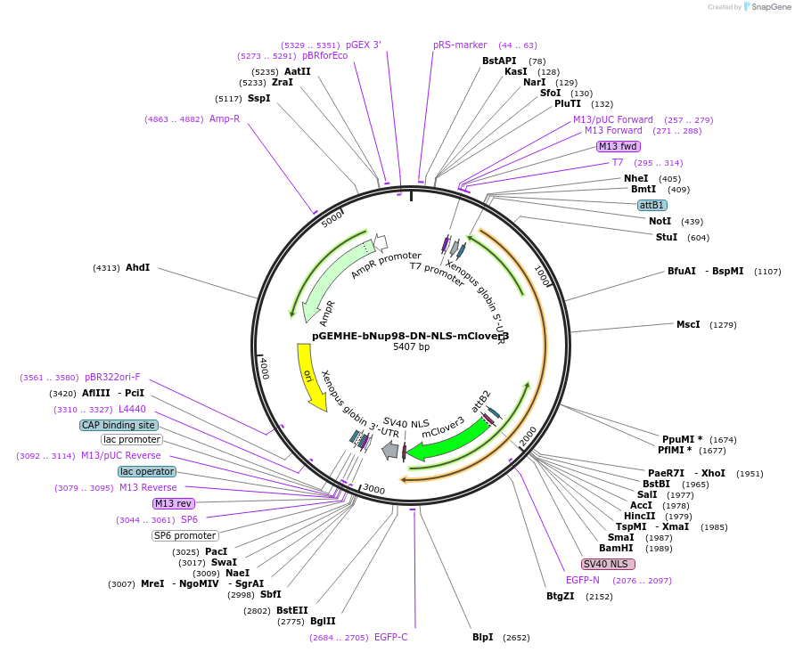 171495-plasmid-map-sequence-id-338005