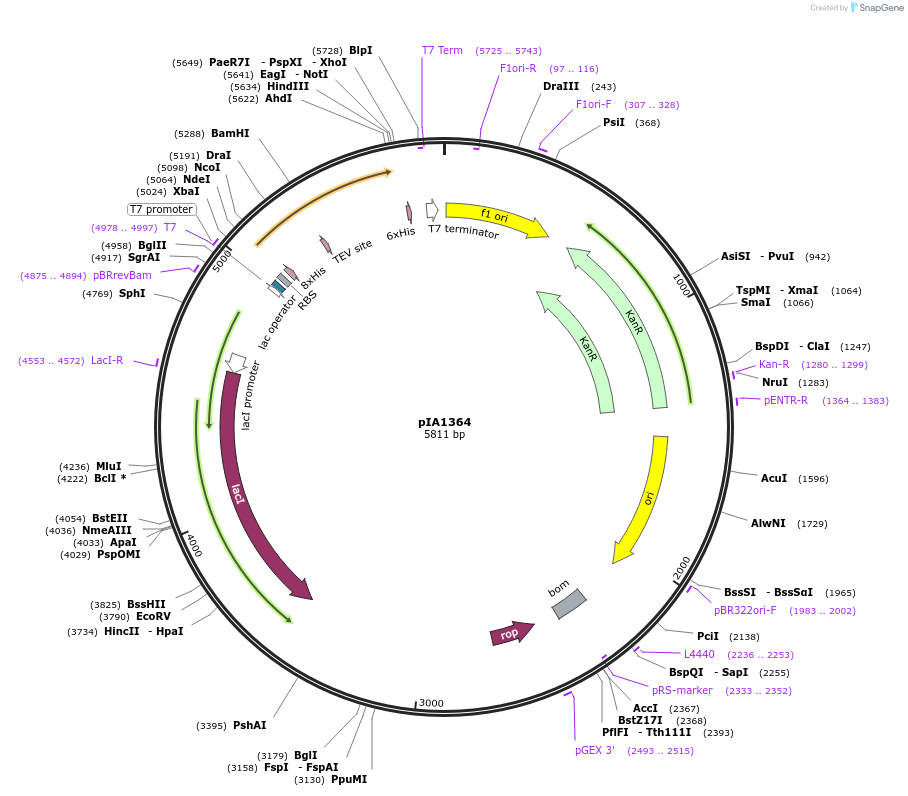 172401-plasmid-map-sequence-id-338007