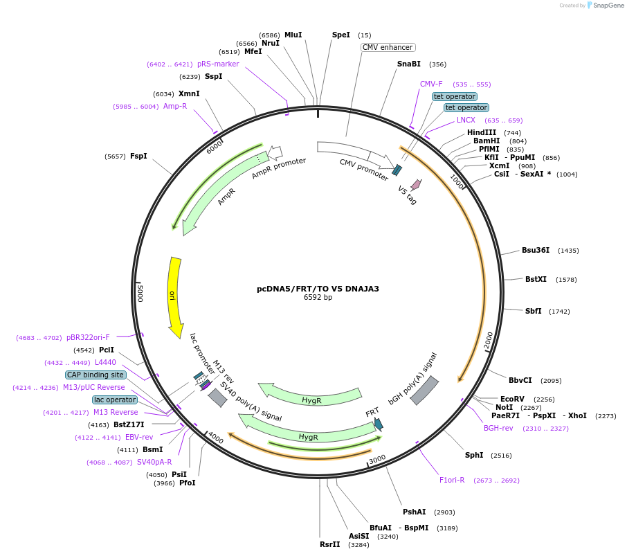 19520-plasmid-map-sequence-id-338008