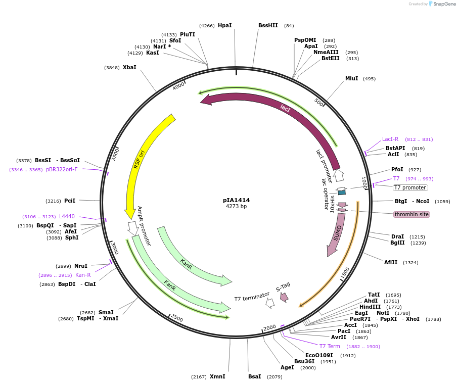 172402-plasmid-map-sequence-id-338013