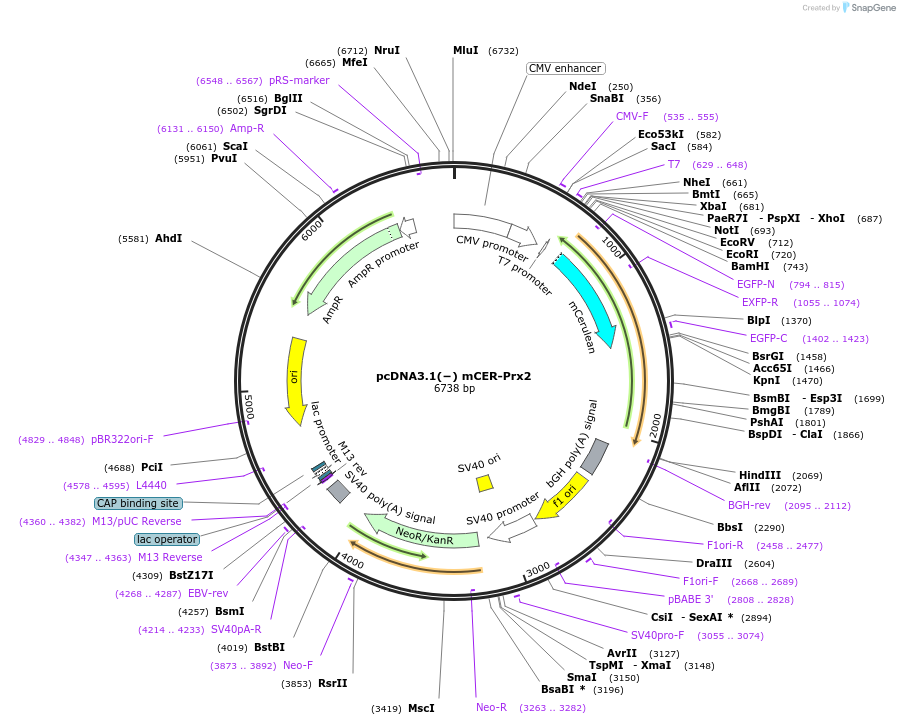 158224-plasmid-map-sequence-id-338014