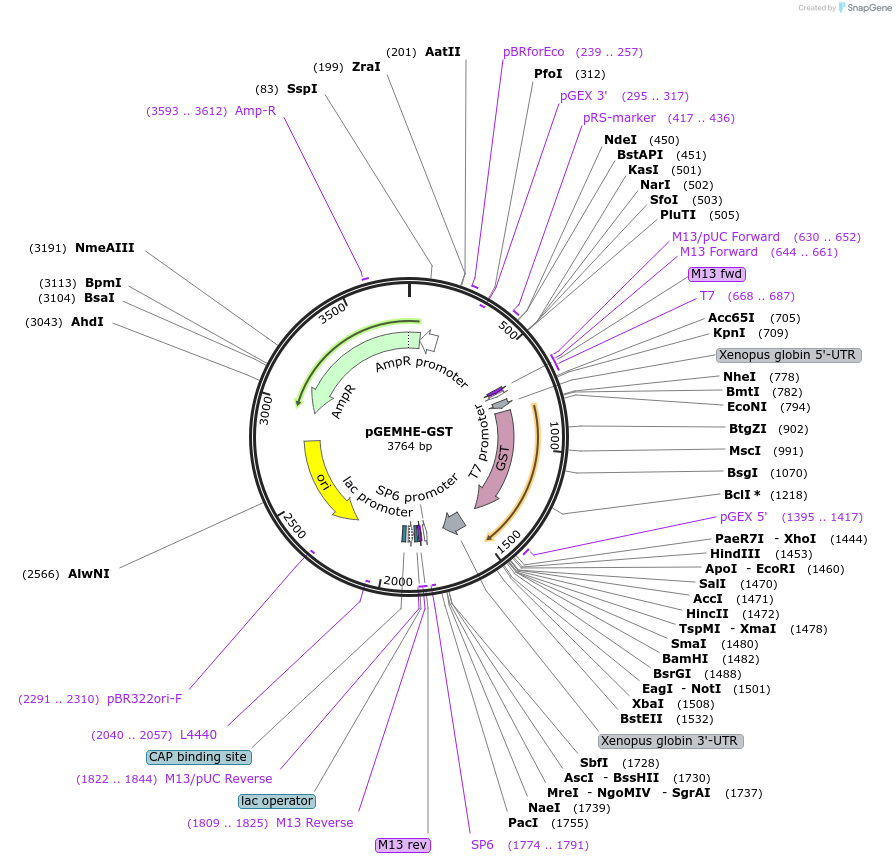171486-plasmid-map-sequence-id-338031