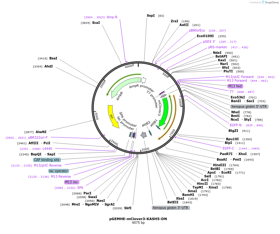 171492-plasmid-map-sequence-id-338037