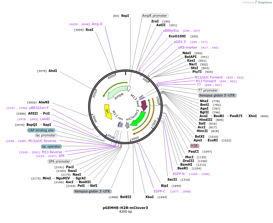 171489-plasmid-map-sequence-id-338039