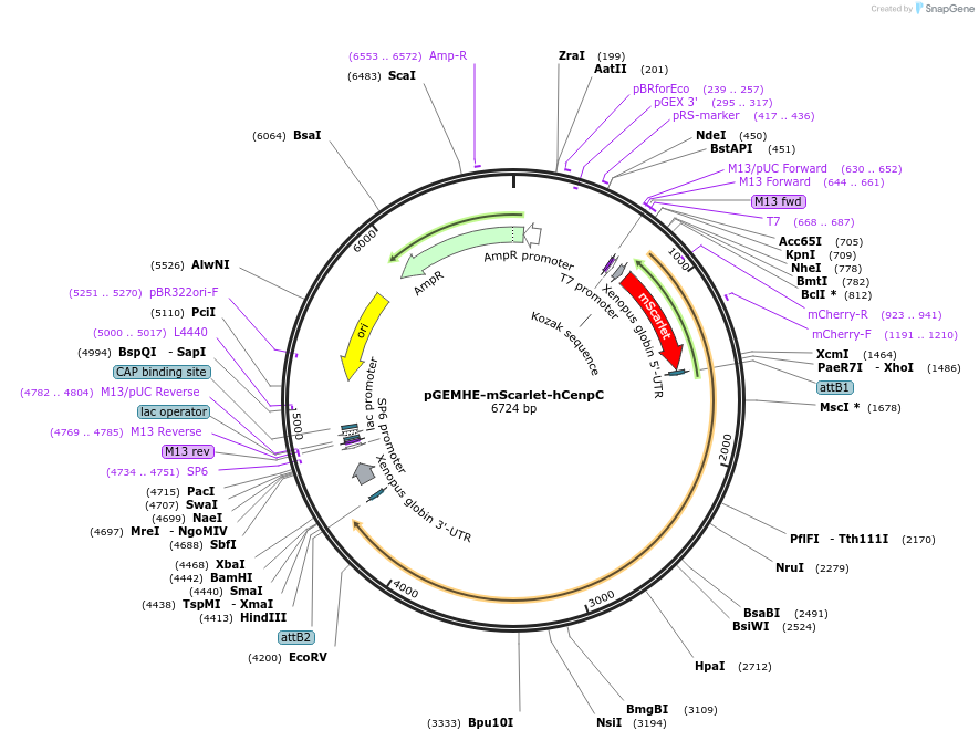171490-plasmid-map-sequence-id-338043