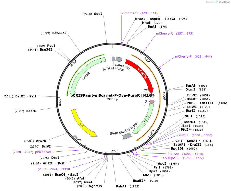171813-plasmid-map-sequence-id-338044