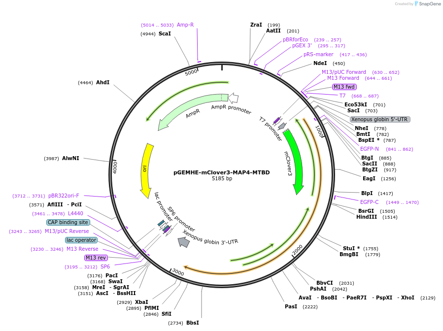 171498-plasmid-map-sequence-id-338119