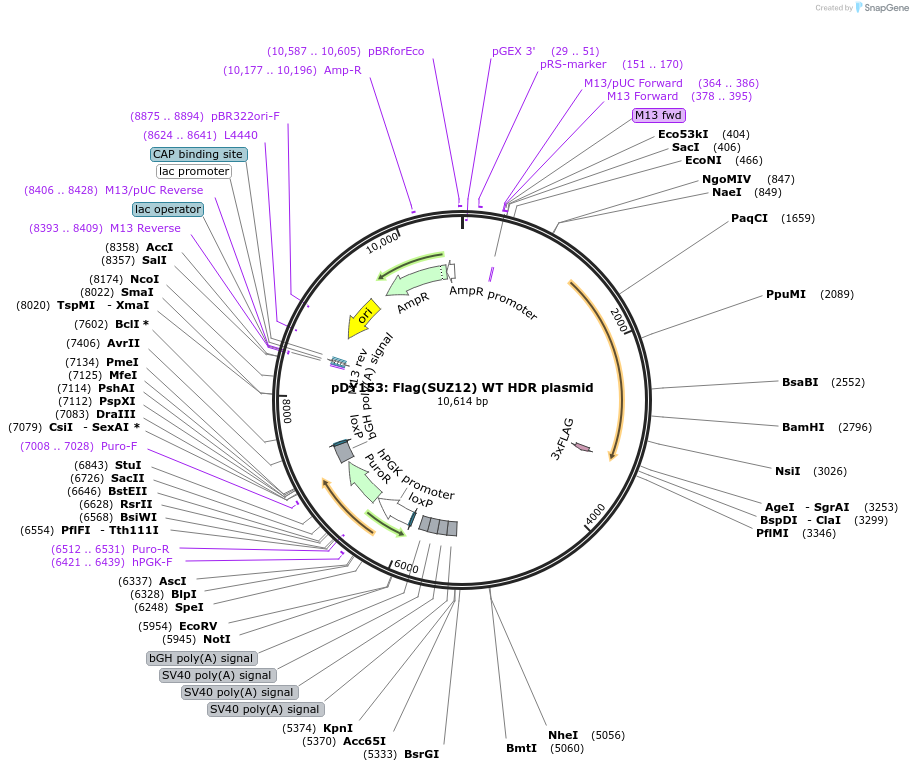 170793-plasmid-map-sequence-id-338122