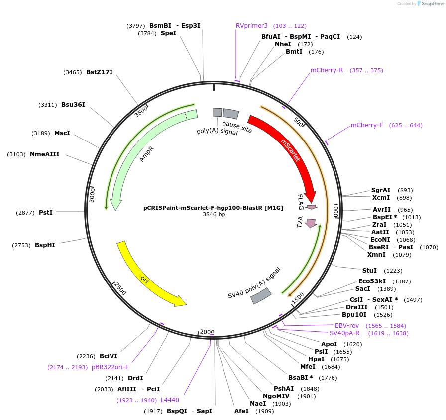 171815-plasmid-map-sequence-id-338123