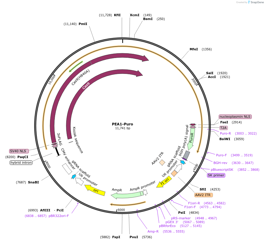 171991-plasmid-map-sequence-id-338127