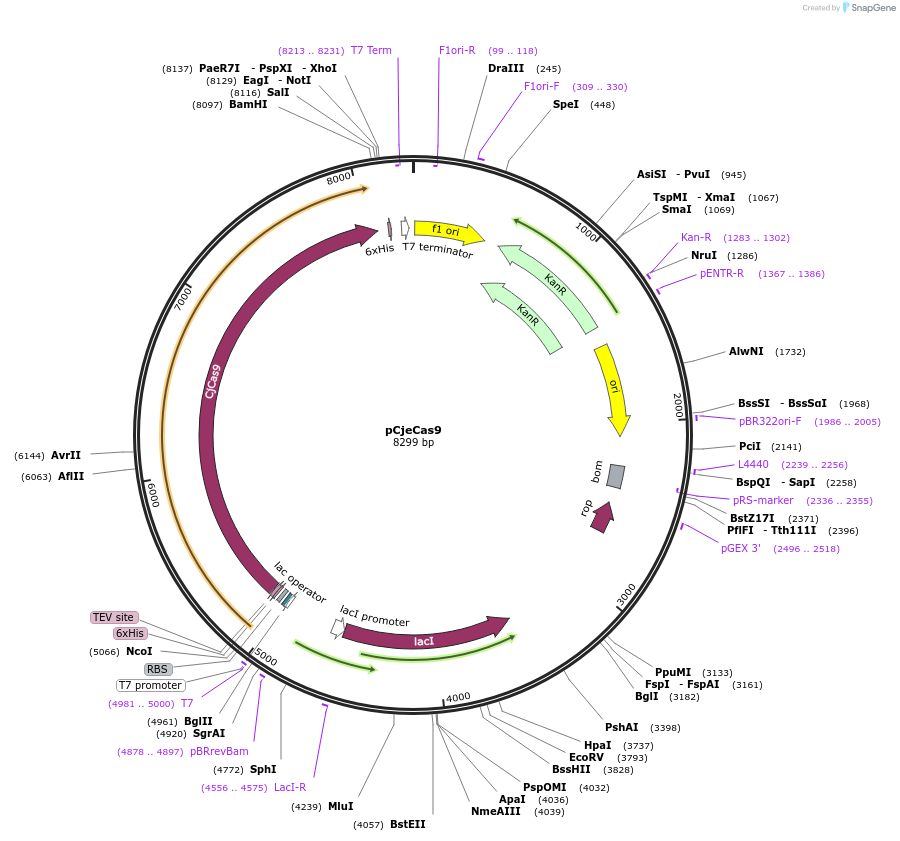 172215-plasmid-map-sequence-id-338129