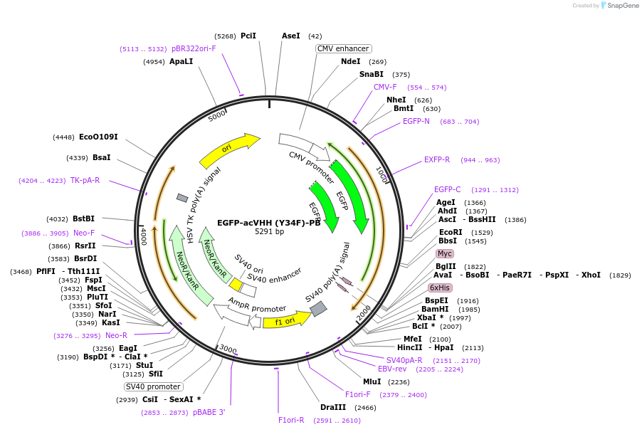 171071-plasmid-map-sequence-id-338141