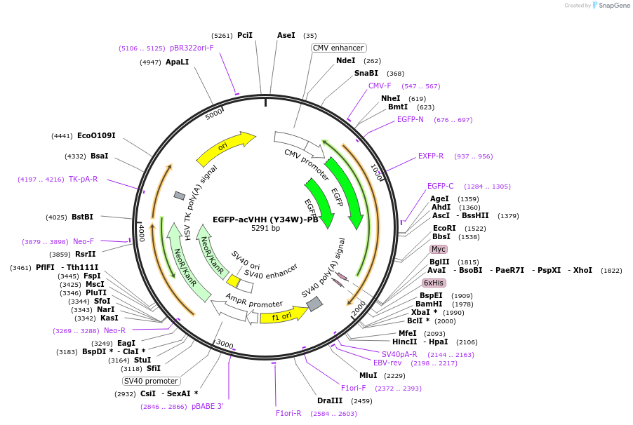 171072-plasmid-map-sequence-id-338143