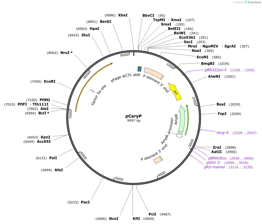 18945-plasmid-map-sequence-id-338151