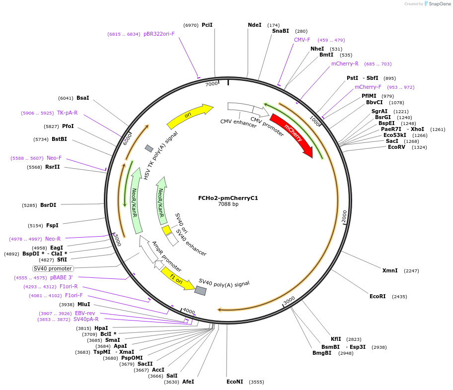 27686-plasmid-map-sequence-id-338153