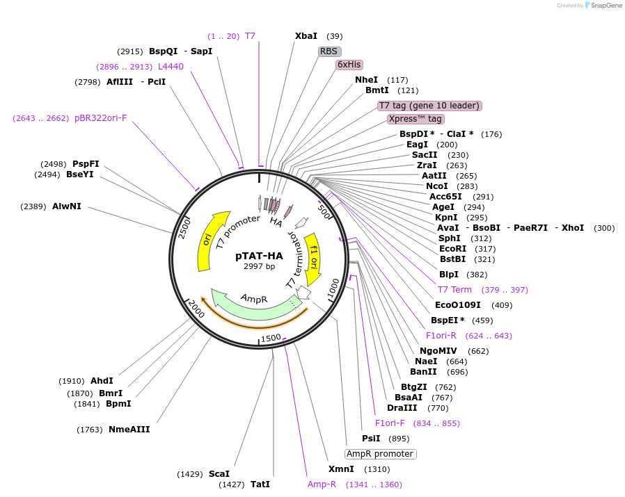 35612-plasmid-map-sequence-id-338155
