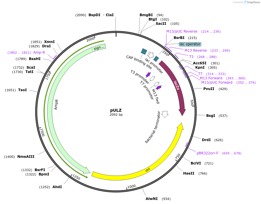 169813-plasmid-map-sequence-id-338160